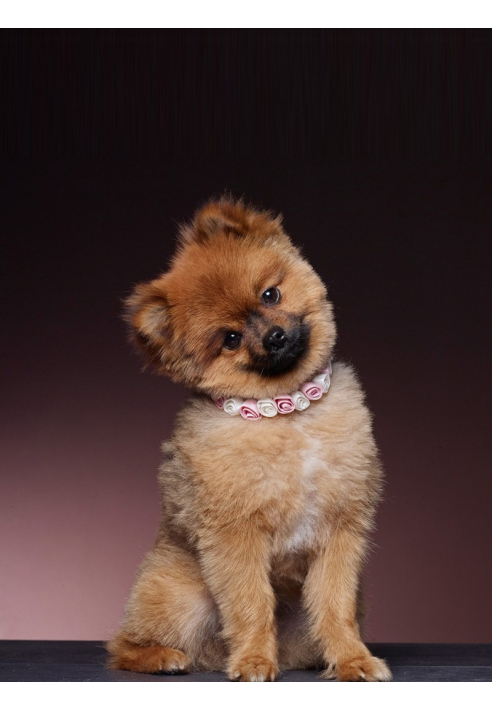 Poirier SAM-03 Ruban ()