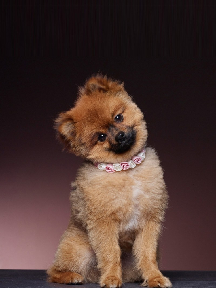 Poirier SAM-03 Ruban main product photo